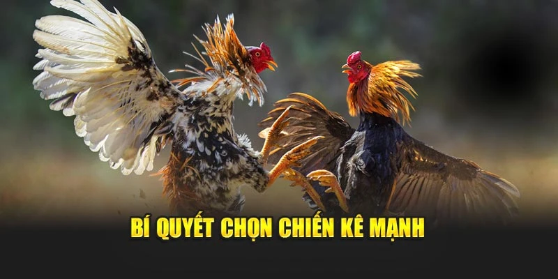 Bí quyết chọn chiến kê mạnh
