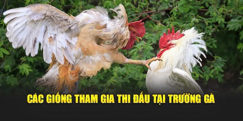 Các giống tham gia thi đấu tại trường gà