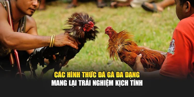 Các hình thức đá gà đa dạng mang lại trải nghiệm kịch tính