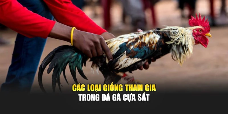 Các loại giống tham gia trong đá gà cựa sắt