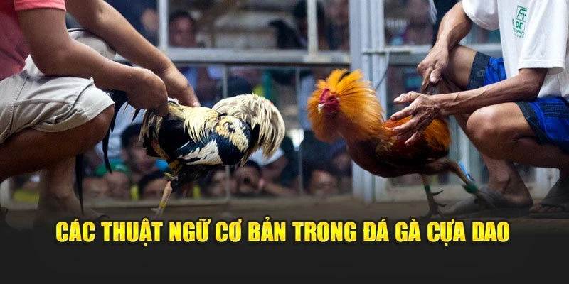Các thuật ngữ cơ bản trong đá gà cựa dao