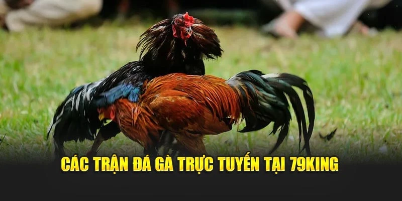 Các trận đá gà trực tuyến tại 79KING