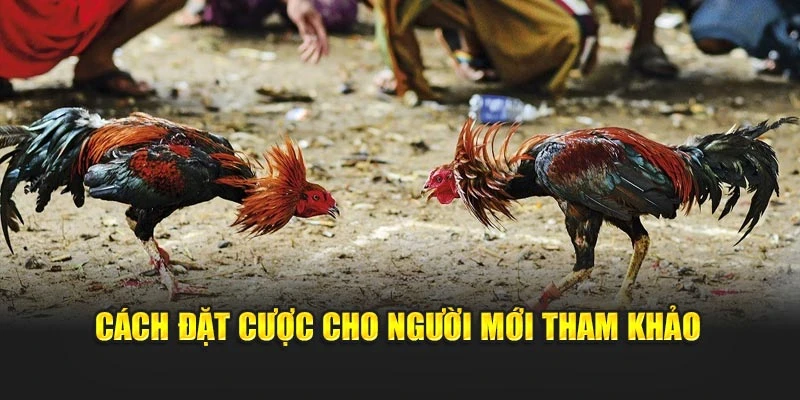 Cách đặt cược cho người mới tham khảo