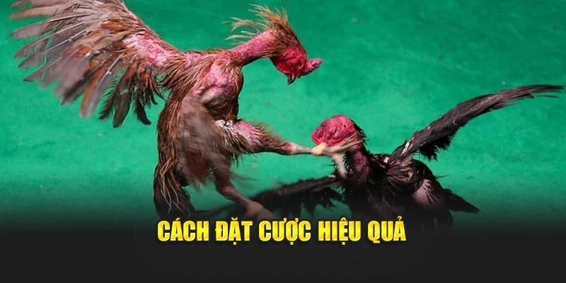Cách đặt cược hiệu quả