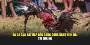 Đá Gà Cựa Sắt Hấp Dẫn Cùng Công Nghệ Hiện Đại Tại 79KING