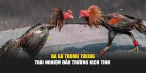Đá Gà Thomo 79KING – Trải Nghiệm Đấu Trường Kịch Tính