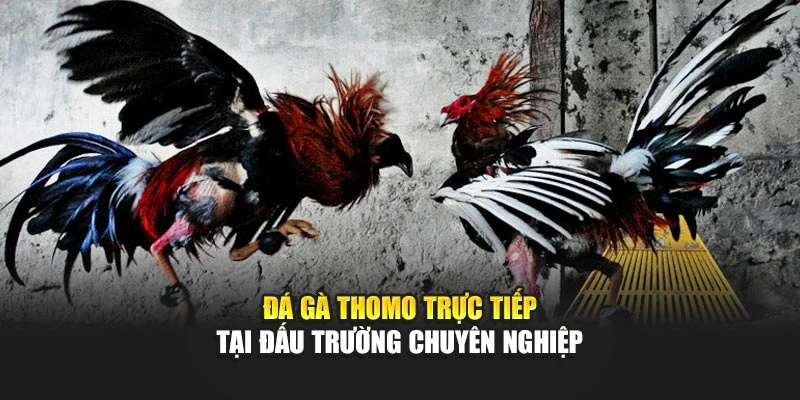 Đá gà Thomo trực tiếp tại đấu trường chuyên nghiệp