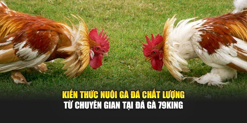 Kiến thức nuôi gà đá chất lượng từ chuyên gian tại Đá Gà 79KING