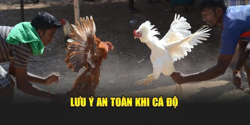 Lưu ý an toàn khi cá độ