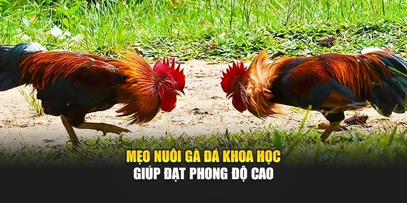 Mẹo nuôi gà đá khoa học giúp đạt phong độ cao