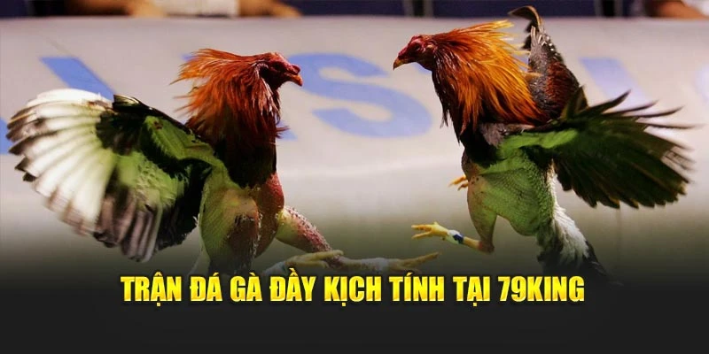 Trận đá gà đầy kịch tính tại 79KING